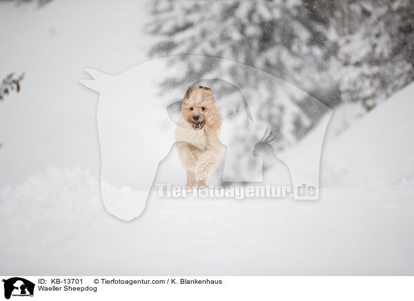 Waeller Sheepdog / KB-13701