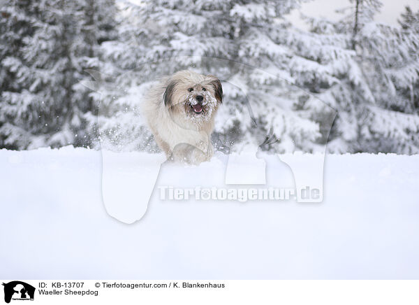 Waeller Sheepdog / KB-13707