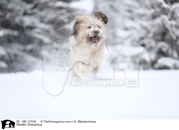 Waeller Sheepdog / KB-13709