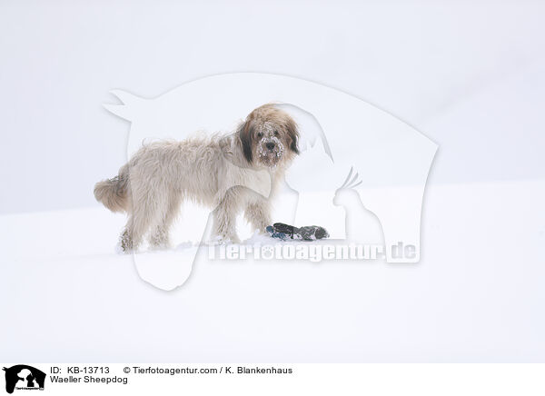 Wller / Waeller Sheepdog / KB-13713