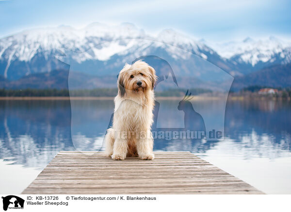 Waeller Sheepdog / KB-13726