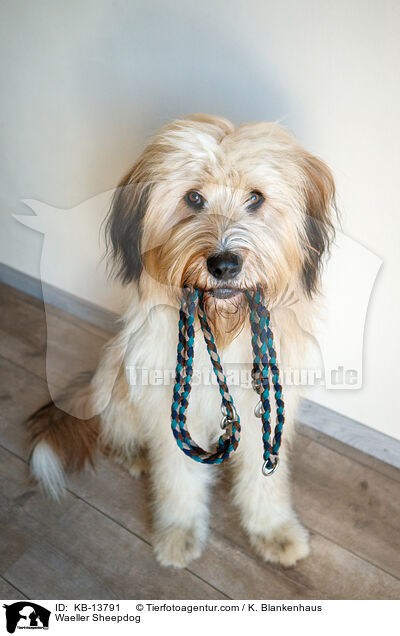 Wller / Waeller Sheepdog / KB-13791