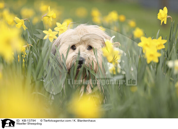 Wller / Waeller Sheepdog / KB-13794