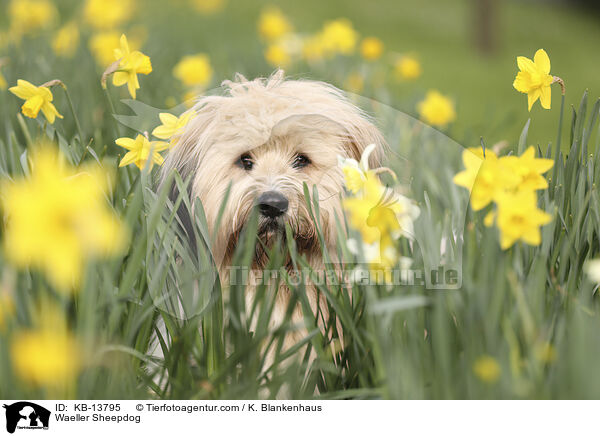 Wller / Waeller Sheepdog / KB-13795