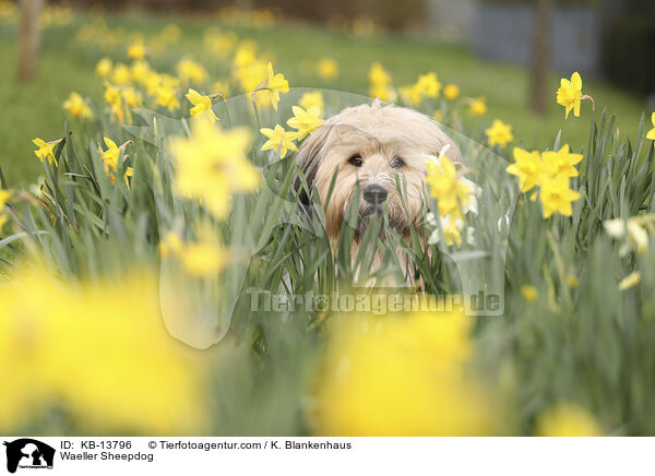 Wller / Waeller Sheepdog / KB-13796