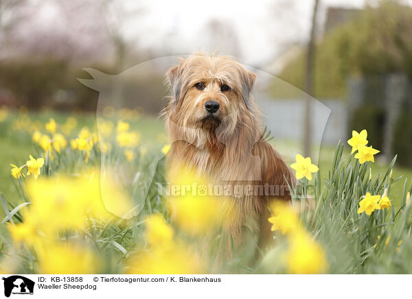 Waeller Sheepdog / KB-13858