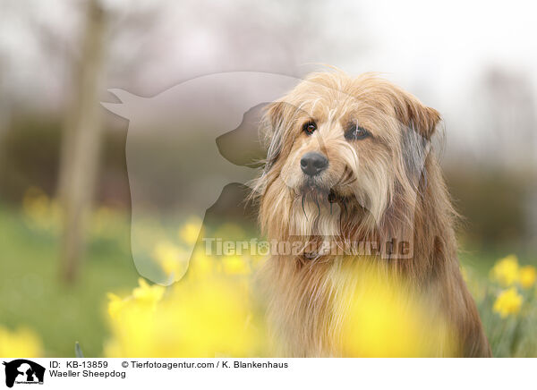 Wller / Waeller Sheepdog / KB-13859