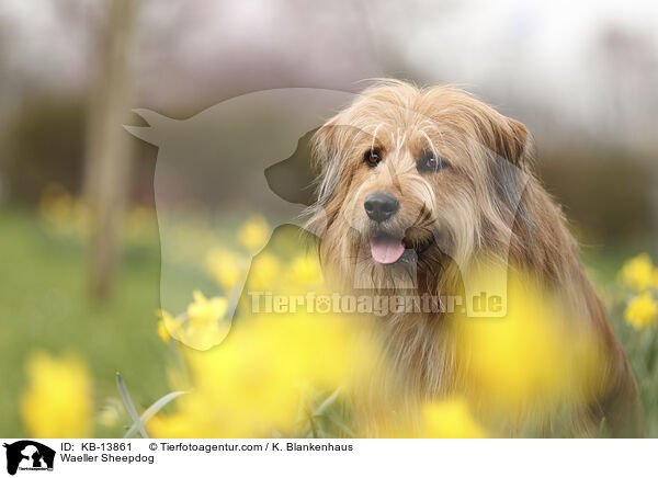 Waeller Sheepdog / KB-13861
