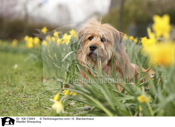 Wller / Waeller Sheepdog / KB-13864