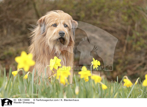 Waeller Sheepdog / KB-13868