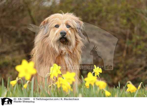 Wller / Waeller Sheepdog / KB-13869