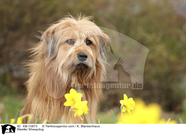 Wller / Waeller Sheepdog / KB-13873