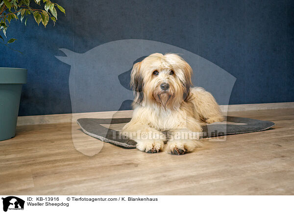 Wller / Waeller Sheepdog / KB-13916