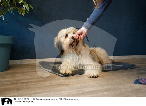 Wller / Waeller Sheepdog / KB-13922