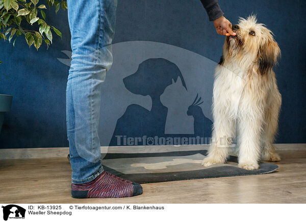 Wller / Waeller Sheepdog / KB-13925