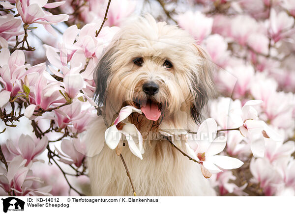 Wller / Waeller Sheepdog / KB-14012