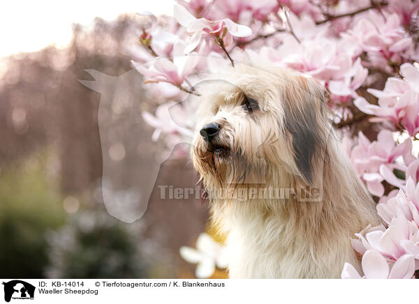 Waeller Sheepdog / KB-14014
