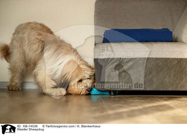 Waeller Sheepdog / KB-14036
