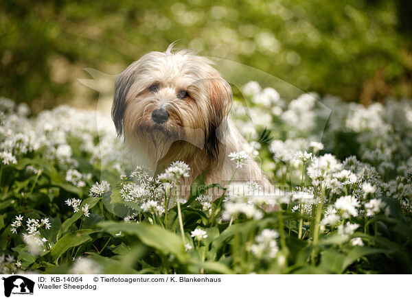 Waeller Sheepdog / KB-14064