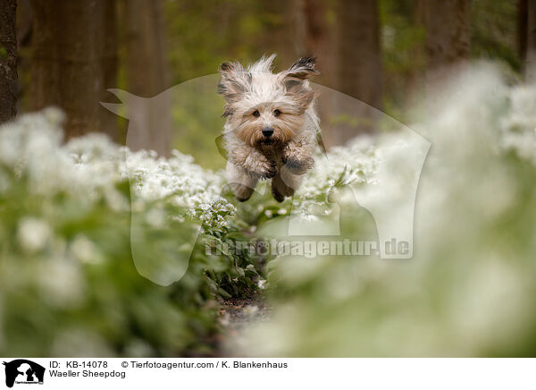 Waeller Sheepdog / KB-14078