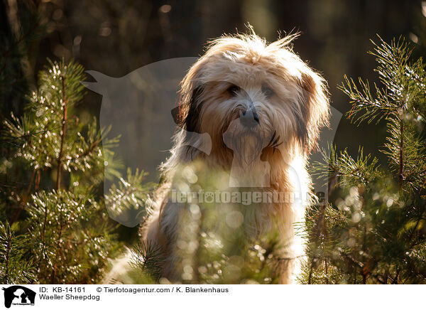 Waeller Sheepdog / KB-14161