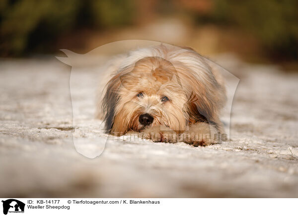 Waeller Sheepdog / KB-14177