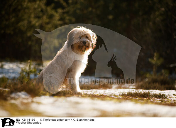 Waeller Sheepdog / KB-14193