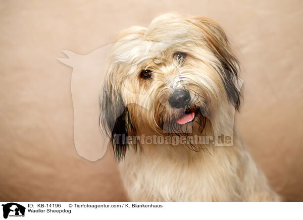 Wller / Waeller Sheepdog / KB-14196