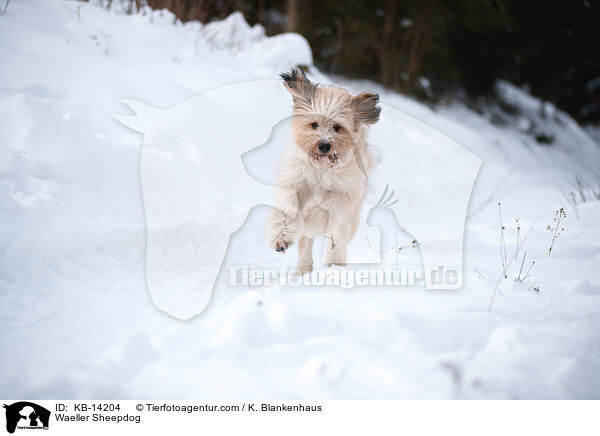 Waeller Sheepdog / KB-14204