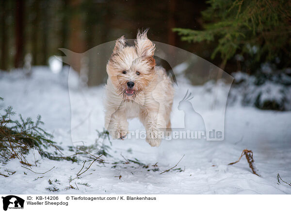Waeller Sheepdog / KB-14206