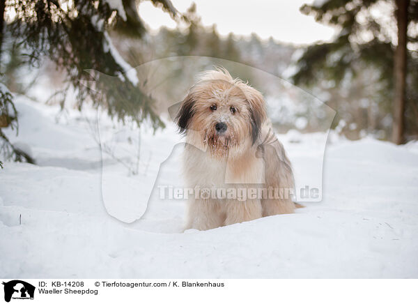 Waeller Sheepdog / KB-14208
