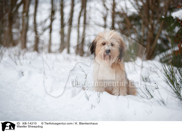 Waeller Sheepdog / KB-14210