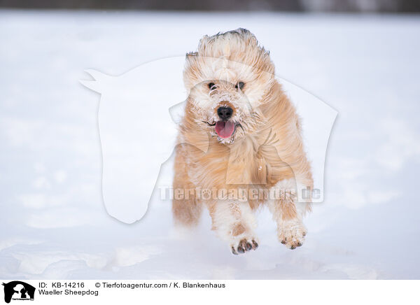 Waeller Sheepdog / KB-14216