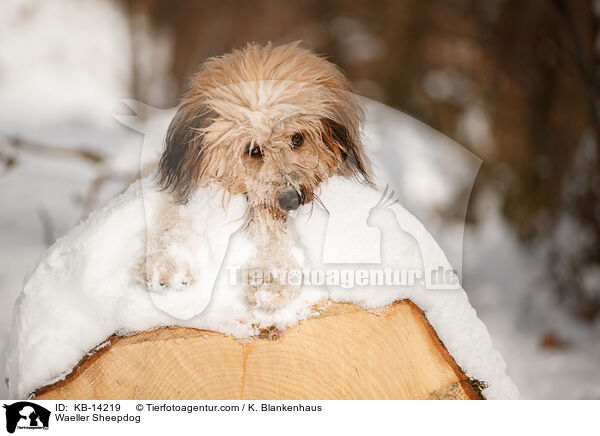 Waeller Sheepdog / KB-14219