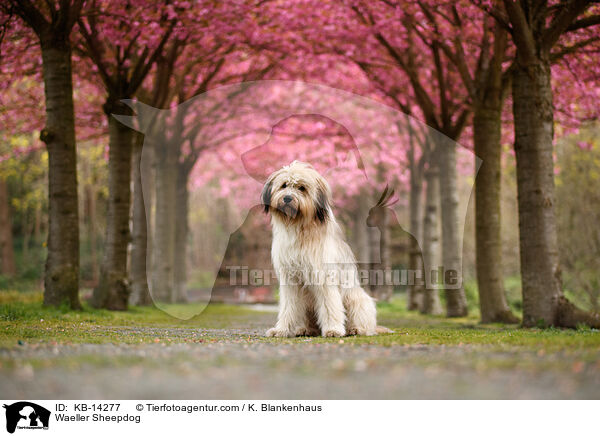 Waeller Sheepdog / KB-14277