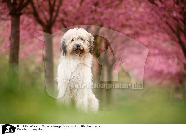 Wller / Waeller Sheepdog / KB-14279