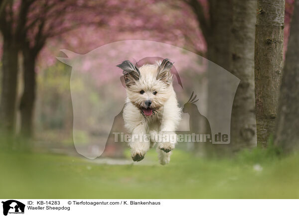 Wller / Waeller Sheepdog / KB-14283