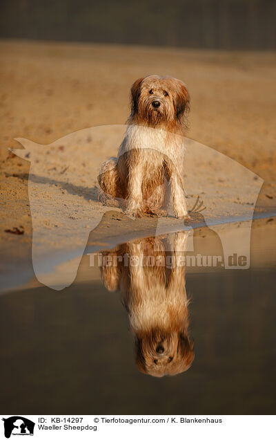 Waeller Sheepdog / KB-14297