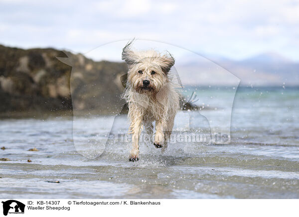 Waeller Sheepdog / KB-14307