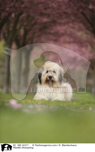 Waeller Sheepdog / KB-14311