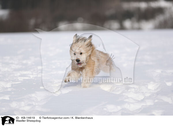 Waeller Sheepdog / KB-14619