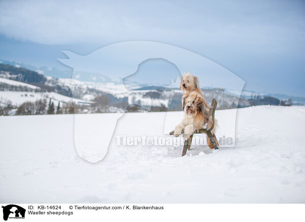 Waeller sheepdogs / KB-14624