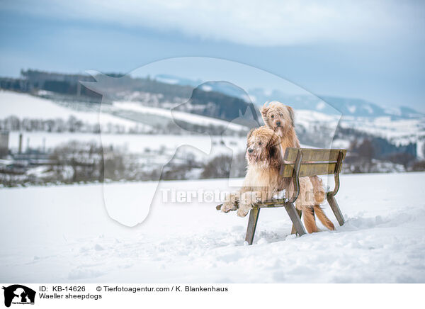 Waeller sheepdogs / KB-14626