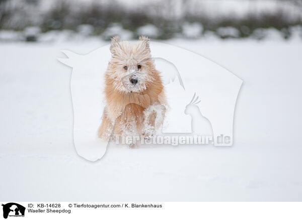 Waeller Sheepdog / KB-14628