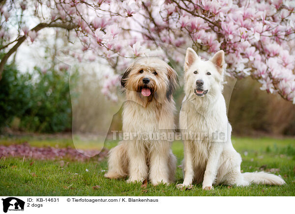 2 Hunde / 2 dogs / KB-14631