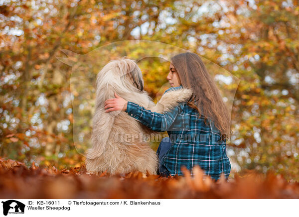 Wller / Waeller Sheepdog / KB-16011