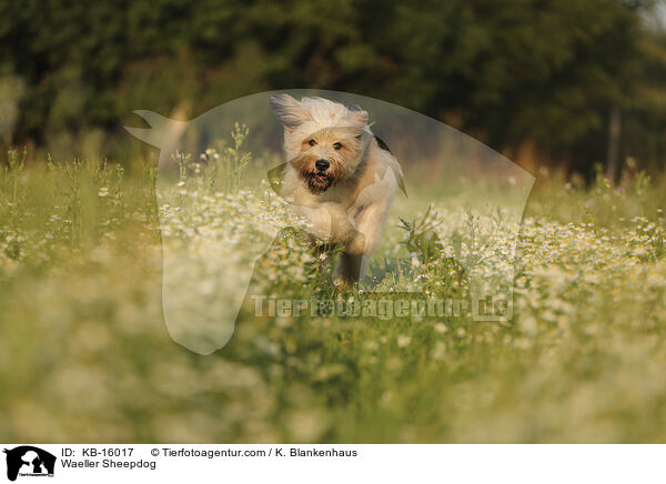 Waeller Sheepdog / KB-16017