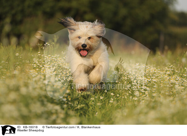 Waeller Sheepdog / KB-16018