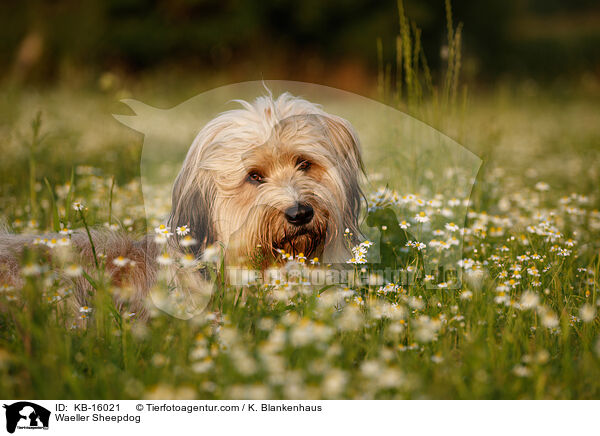 Waeller Sheepdog / KB-16021