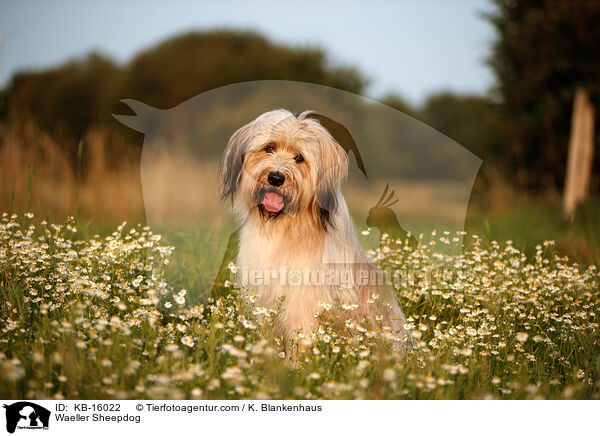 Waeller Sheepdog / KB-16022